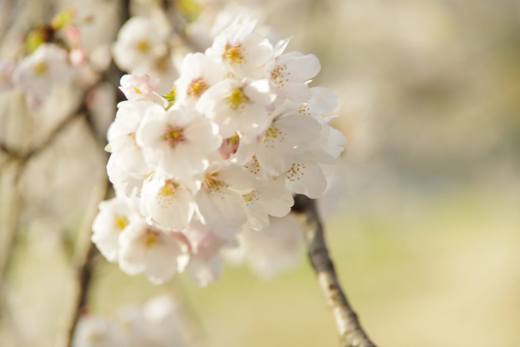 春といえばお花見 群馬県内オススメ桜の名所