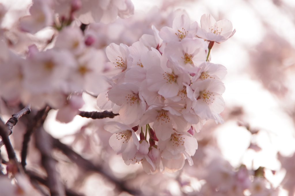 春といえばお花見 群馬県内オススメ桜の名所