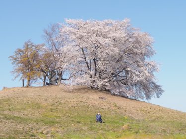 春といえばお花見 群馬県内オススメ桜の名所