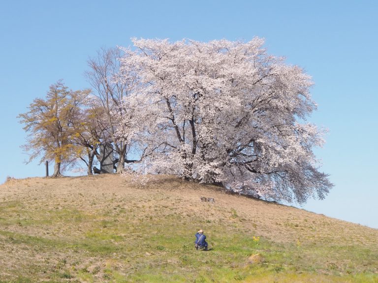 春といえばお花見 群馬県内オススメ桜の名所