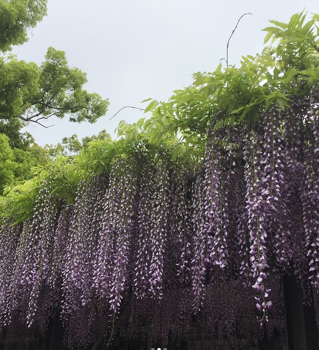 群馬藤の名所 写真映え抜群 ゴージャス春の花さんぽ